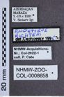 Etiketten zu Anostirus richterae (NHMW-ZOO-COL-0008658)